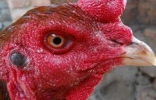 国产老鸡露脸视频,揭秘神秘幕后故事